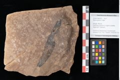 Foto (Objekt + Etikett) von Myrica lignitum Unger (NHMW-GEO-2024-0188-0537)